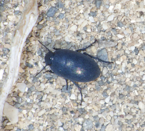 Punctate Frantic Surface Beetle