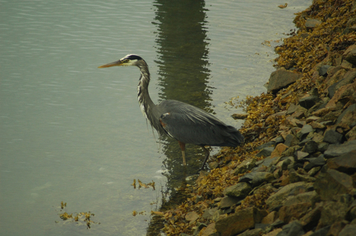 Great Blue Heron photographed in Alaska
