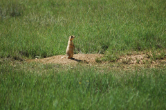 Cynomys parvidens