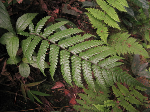 Thelypteris leveillei iNat (1)