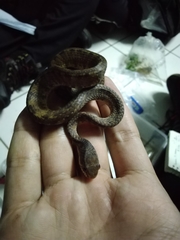 Pareas carinatus