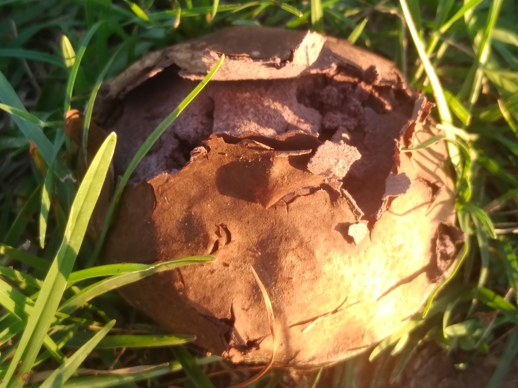 Calvatia cyathiformis · March 2023 · photo: © adriana_machado (iNaturalist, cc-by)