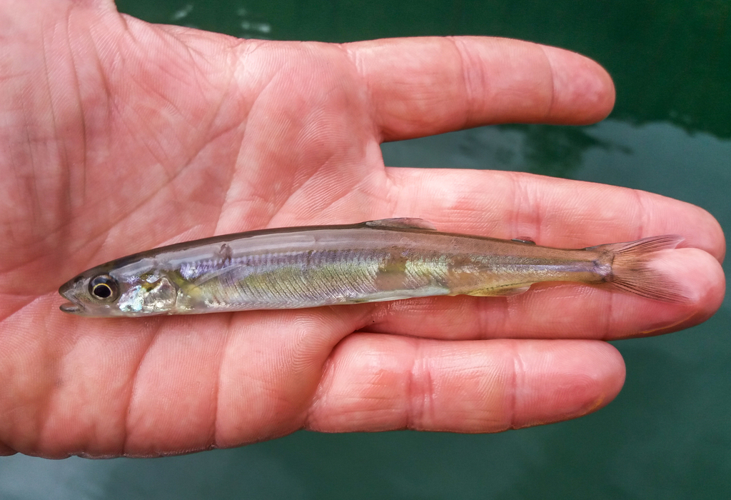 Patagonische forelvis (Aplochiton taeniatus) — Galaxiidae