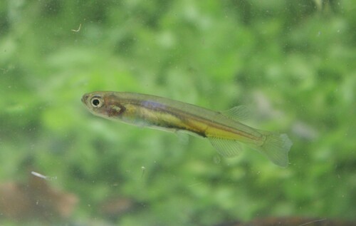 Brachygalaxias (Brachygalaxias bullocki) — Galaxiidae