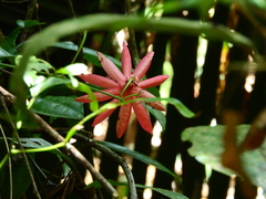 Passiflora glandulosa