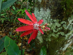 Passiflora glandulosa