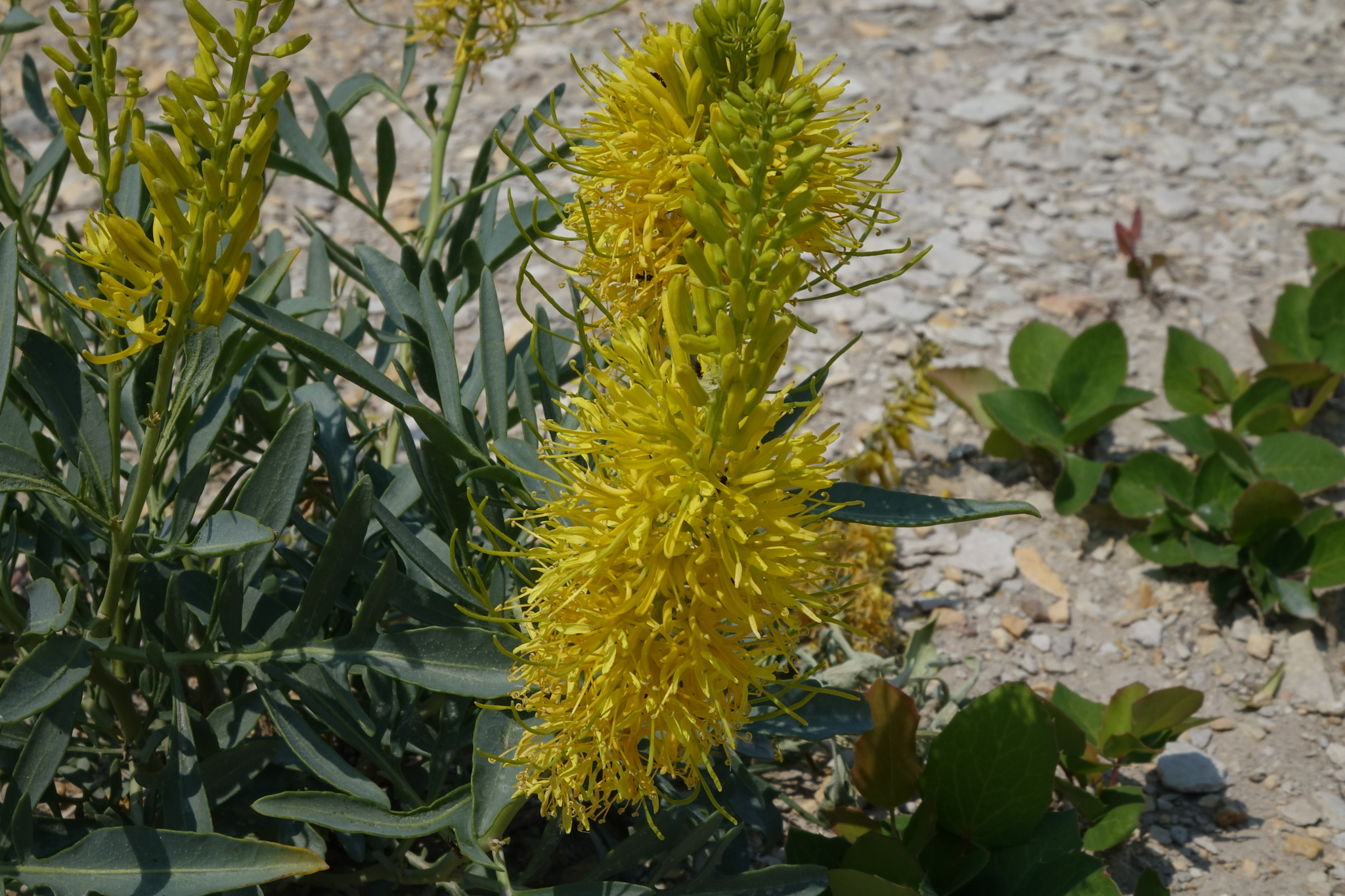Stanleya bipinnata