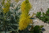 Bipinnate Prince's Plume - Photo (c) FrontRangeWildflowers, some rights reserved (CC BY-NC), uploaded by FrontRangeWildflowers