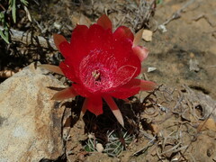 Echinopsis rauschii