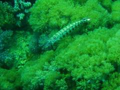 Parapercis clathrata