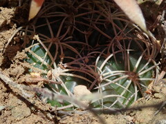 Echinopsis rauschii, photograph (c) Nolan Exe, some rights reserved (CC BY)
