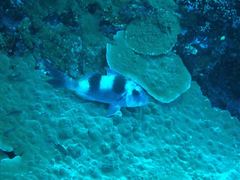 Parupeneus crassilabris