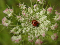 Coccinella quinquepunctata