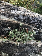 Paronychia argyrocoma