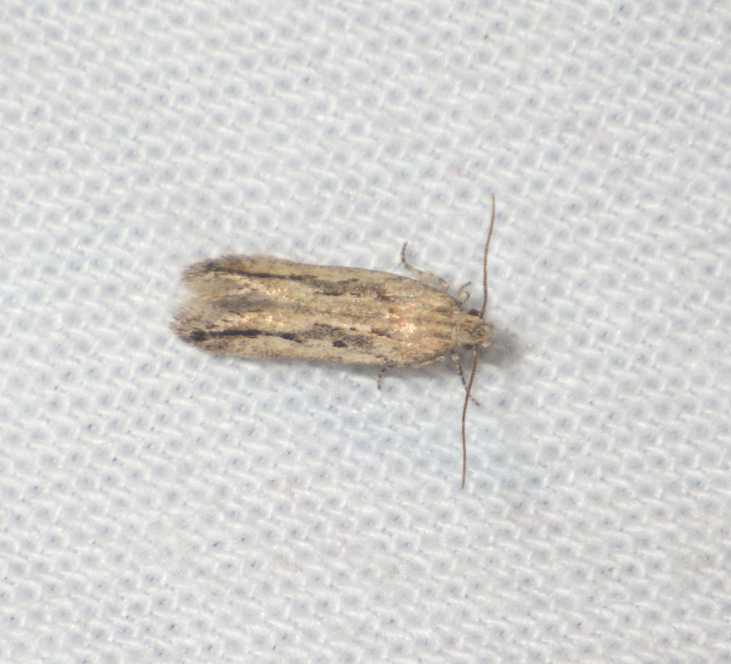 Scrobipalpa phagnalella