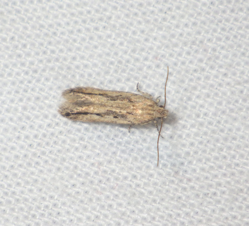 Scrobipalpa phagnalella