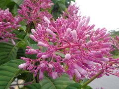 Palicourea lasiantha