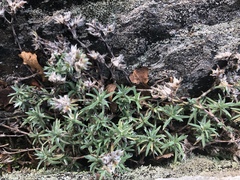 Paronychia argyrocoma