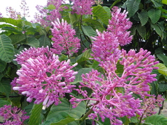 Palicourea lasiantha
