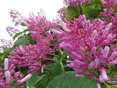 Palicourea lasiantha
