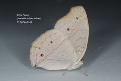 Junonia atlites atlites