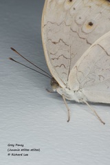 Junonia atlites atlites