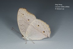 Junonia atlites atlites