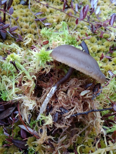 Omphaliaster borealis image