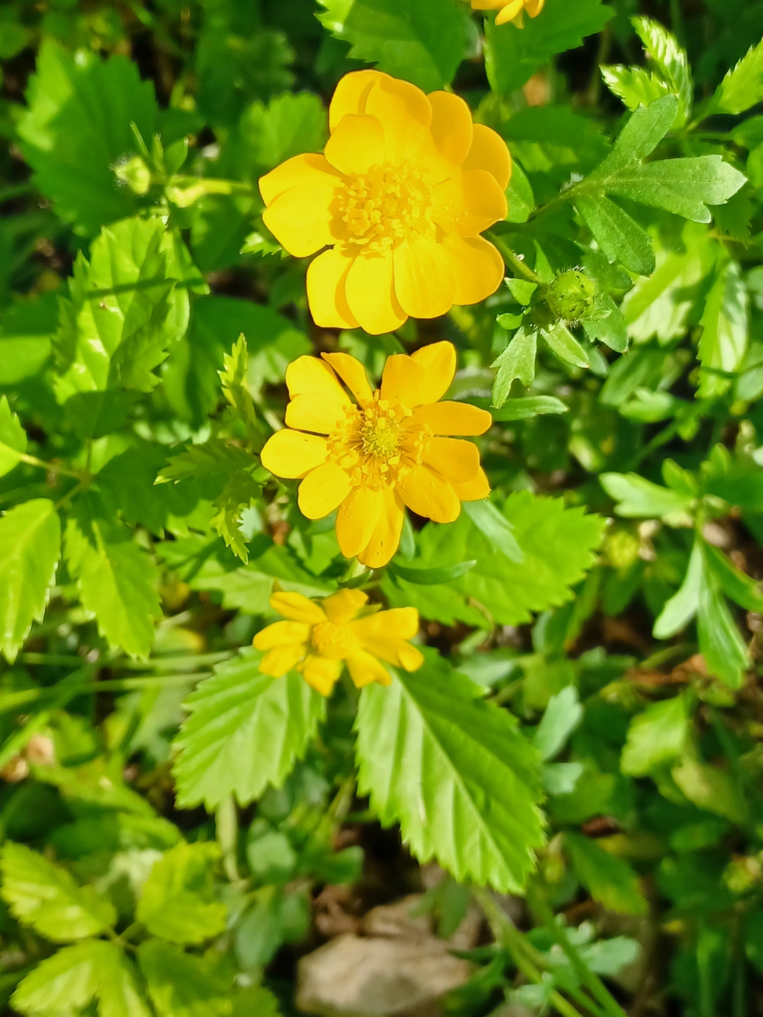 Ranunculus macranthus