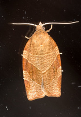 Pandemis cinnamomeana