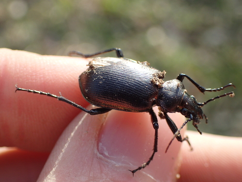 Calosoma inquisitor