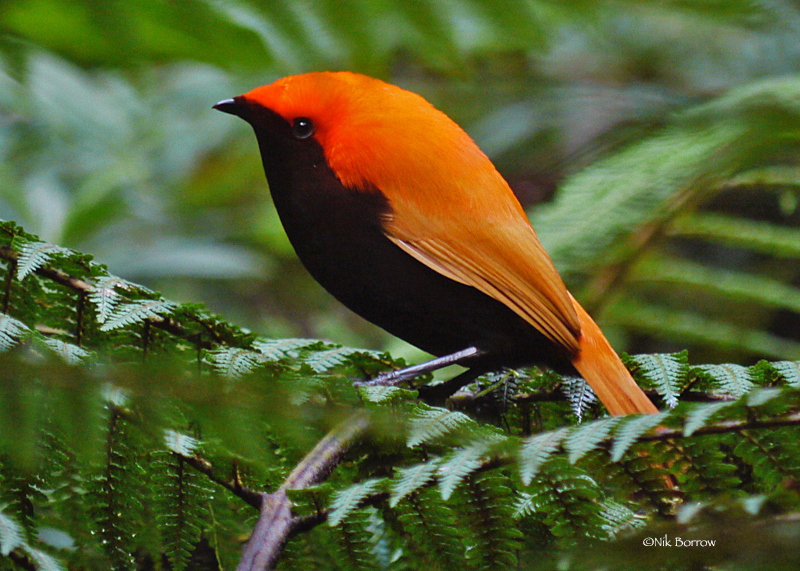 Crested Satinbird photo