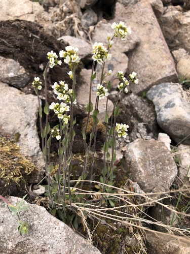 Draba borealis iNat (1)