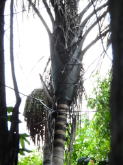 Oenocarpus distichus