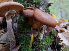 Pluteus romellii