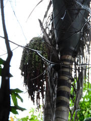 Oenocarpus distichus