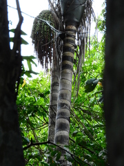 Oenocarpus distichus