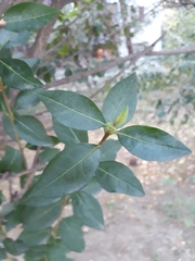 Magnoliopsida