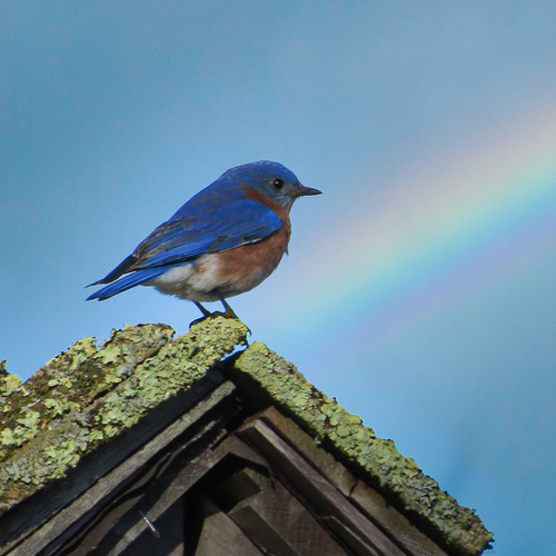 Eastern Bluebird photographed in Rhode Island