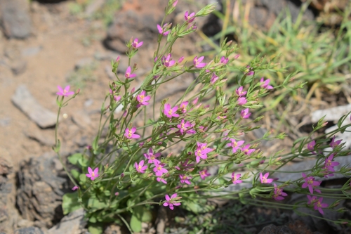 Centaurium image