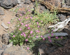 Centaurium tenuiflorum image