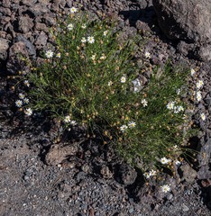 Argyranthemum gracile image