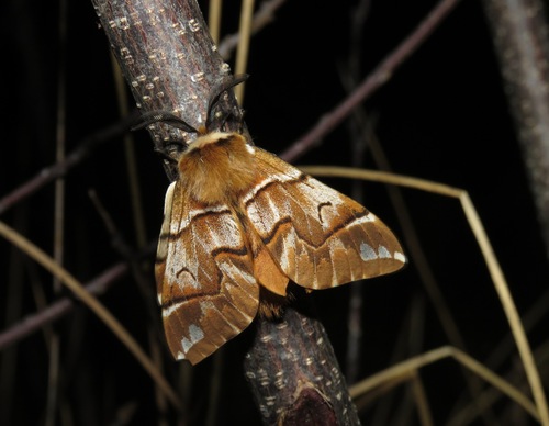 Endromis versicolora