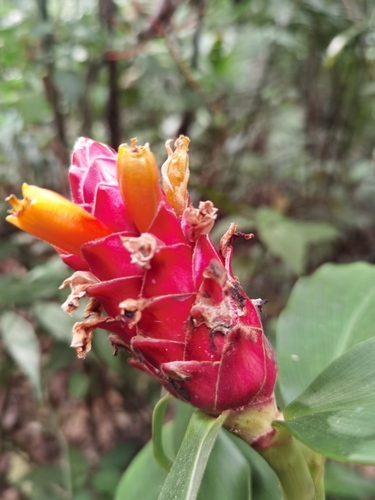 Costus barbatus (Costus barbatus)