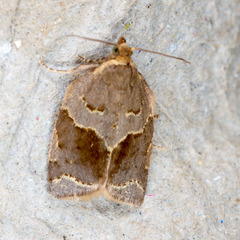 Clepsis dumicolana