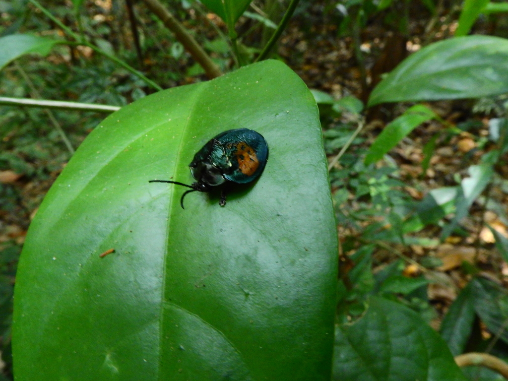 Discomorpha ducalis