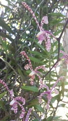 Arachnis flos-aeris
