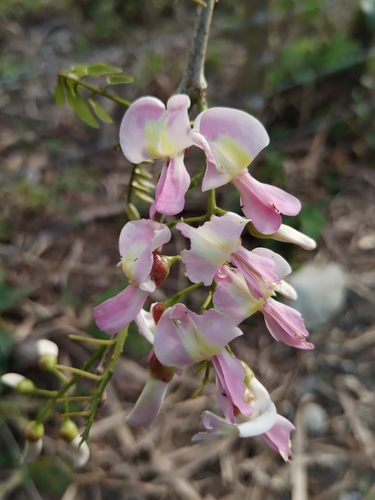 Gliricidia sepium - Leaves