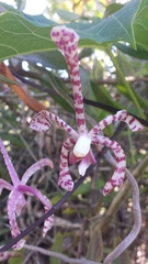 Arachnis flos-aeris