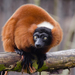 Red Ruffed Lemur - Photo Mathias Appel, no known copyright restrictions (public domain)